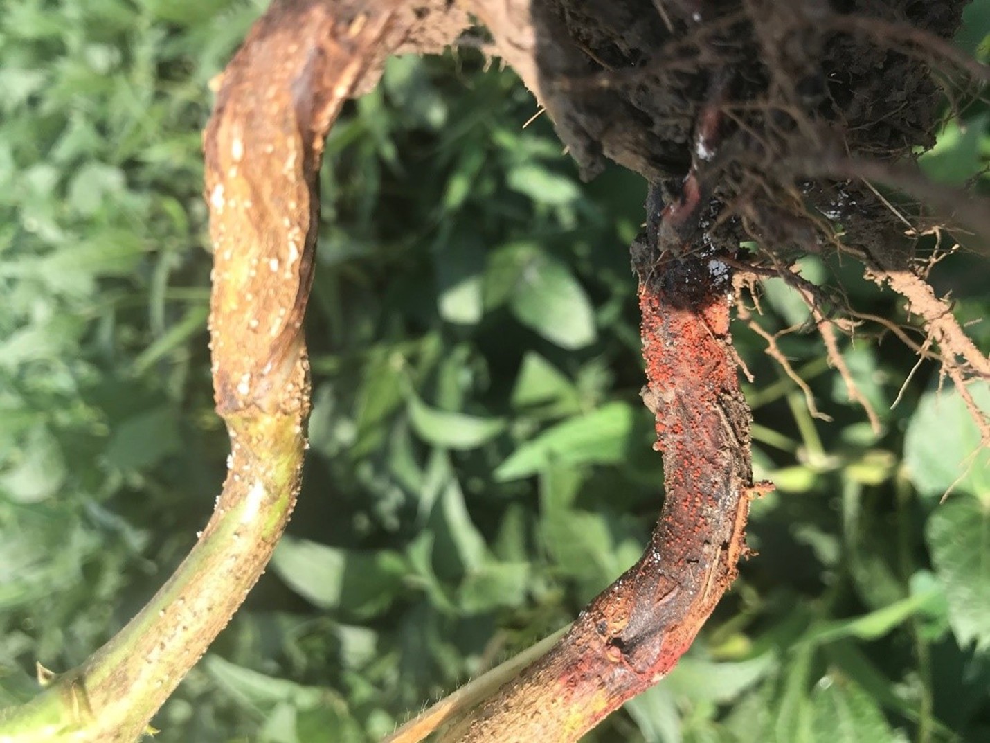 Figure 1.  Red crown rot produces red pin heads (perithecia) on the lower stem.  (GROWMARK, Inc.) Figure 1.  Red crown rot produces red pin heads (perithecia) on the lower stem.  (GROWMARK, Inc.)